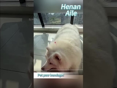 Làm thế nào để băng bó chân cho thú cưng của bạn?